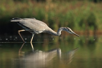 Grey Heron, Ardea cinerea,