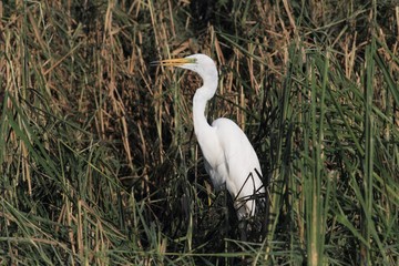 Great Egret, Ardea alba, Common Egret,  Great White Heron