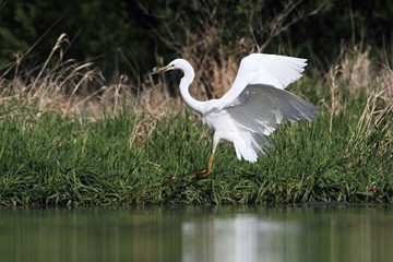 Great Egret, Ardea alba, Common Egret, Great White Heron