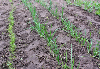 Growing vegetables