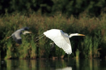 Great Egret, Ardea alba, Common Egret, Great White Heron