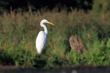 Great Egret, Ardea alba, Common Egret, Great White Heron,