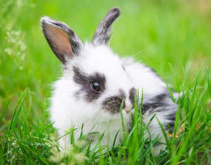 Little rabbit