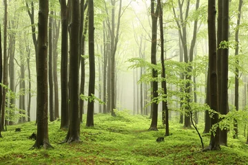 Abwaschbare Fototapete Bäume Frühlingsbuchenwald bei regnerischem, nebligen Wetter