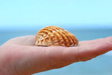 muschel in der hand
