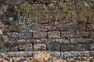 Grunge laterite stone brick wall with dry climbing plant