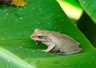 Obraz premium Frog in the wild