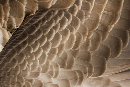 Canada Goose feather