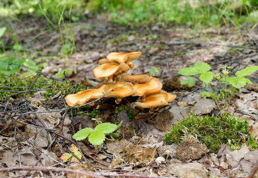 beautiful chanterelle mushrooms
