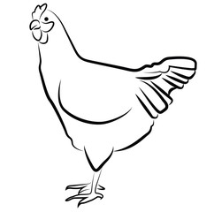 Hen silhouette isolated on white