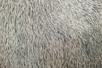 bull white hair closeup macro detail