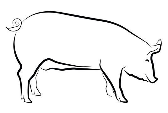 pig drawing outline