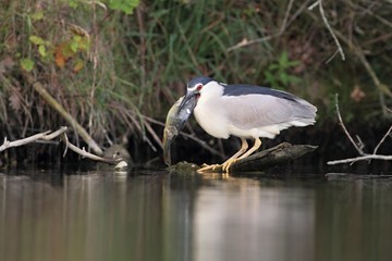 Black-crowned Night Heron, Nycticorax nycticorax, Night Heron