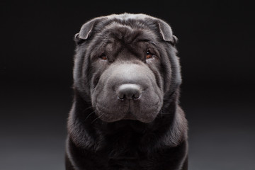 Black shar pei