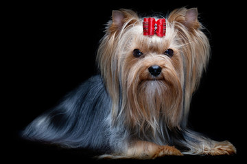 Yorkshire terrier