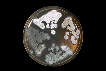 Penicillum fungi on agar plate over black