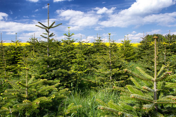 Obraz premium Nordmanntannen im Frühling