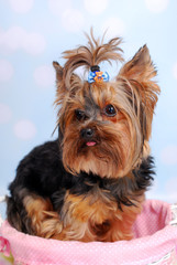 lovely Yorkshire dog sitting in the basket