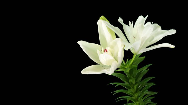 Blooming white lily flower buds ALPHA matte (Lilium Annemaries D