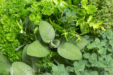 closeup of variety fresh herbs