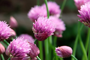 Fototapeta premium Pink chive flowers opening