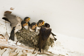 swallow nest with chicks