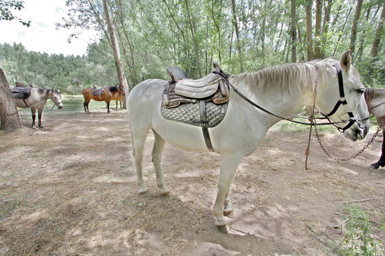 Caballo de montar, equus ferus caballus, Valdastillas, España