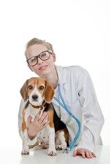 Fototapeta na wymiar vets surgery with pet dog