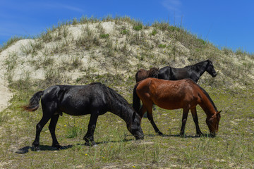 spanish mustangs wild horses on the dunes in north carolina