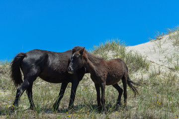 spanish mustangs wild horses on the dunes in north carolina