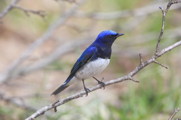 Obraz premium オオルリ