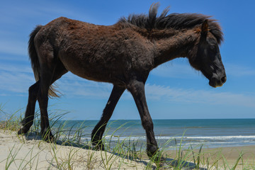 spanish mustang wild horse on the dunes in north carolina
