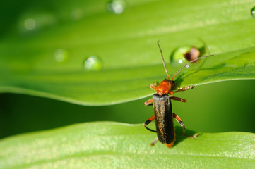 Soldier Beetle (Cantharis Rustica)