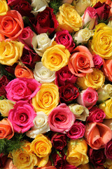 Multicolored roses
