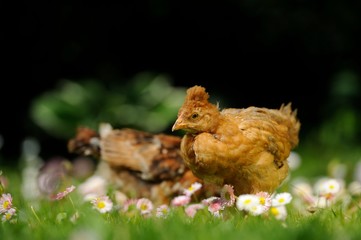 Crested Baby Chicken in Flowers
