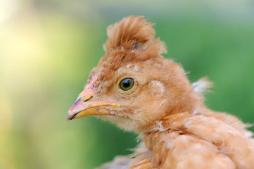 Red Crested Baby Chicken Close-Up