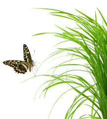 papillon sur brin d'herbe, fond blanc © Unclesam