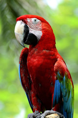 Obraz premium Closeup of a beautiful red and blue macaw, macaw bird with nice