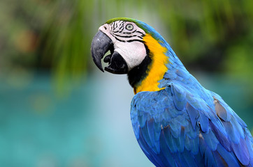 Closeup of blue and yellow macaw with nice compose and details,