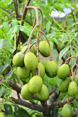 Fototapeta premium A bunch of fresh olive fruit on the tree