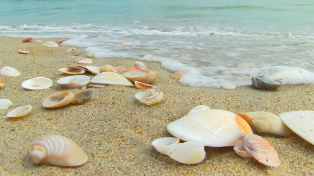 sea shells on the beach