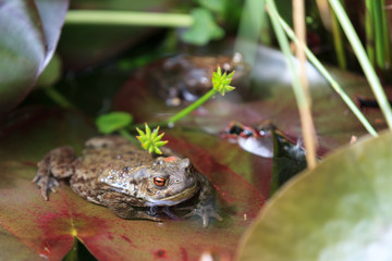 Kröte auf Seerosenblatt im Teich