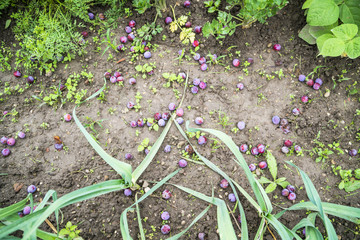 Plums on the Garden Ground