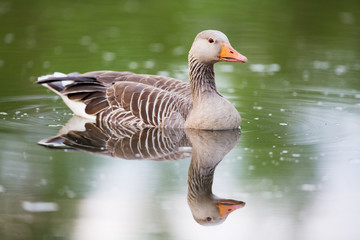 Greylag Goose and water reflections