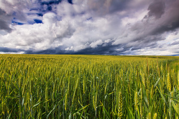 Rural scenery with storm clouds in summer