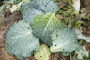 Savoy Cabbage Leaves on a Compost Heap