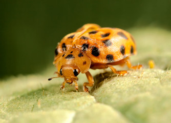 lady beetle