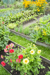 Dahlias in a Vegetable Garden