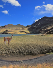 The guanaco stands on the lake