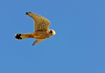 hunting hawk